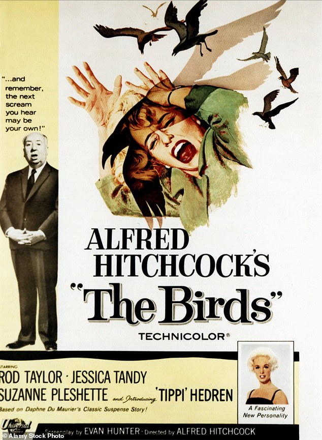 تمت مقارنة المشاهد بفيلم رعب عبادة Alfred Hitchcock The Birds