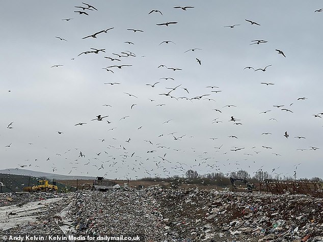 طيور النورس تصيب السكان والشركات في موقع Whinney Hill Landfill ، الذي تديره Suez ، في Accrington ، Lancashire