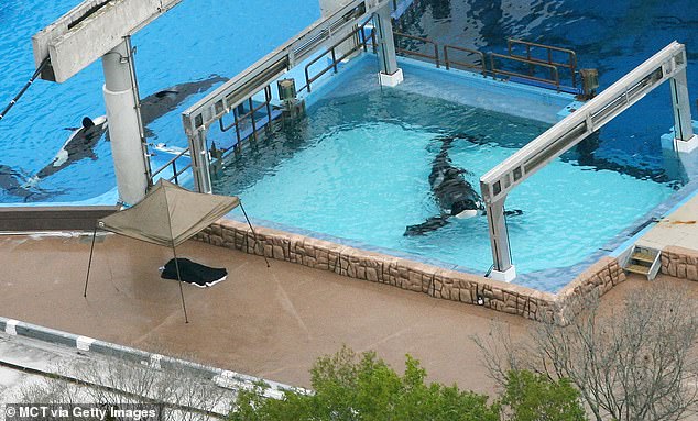 في هذا المنظر الجوي ، 24 فبراير 2010 ، في SeaWorld ، فإن مجموعة الحوت المدرب Dawn Brancheau تقع تحت قماش القنب الأسود