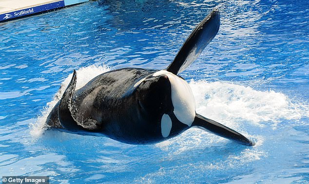 توفي Tilikum ، الذي نما إلى أكثر من 22 قدمًا ووزنه أكثر من ستة أطنان ، في 6 يناير 2017 ، عن عمر يناهز 36 قدمًا ، 