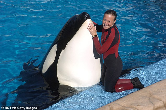 ضربت المأساة في Seaworld Orlando عندما فقدت Dawn Brancheau حياتها في هجوم رائع من قبل Orca عملت معها لسنوات (في الصورة: Dawn with Orca Tilikum)